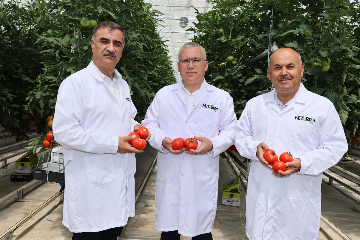 Sivas'ta Cam Serada yılda 2 Bin ton domates üretimi yapılıyor
